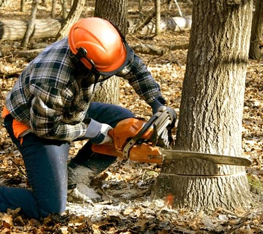 Tree Removal in Antler, ND